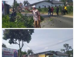 Cegah Bahaya Mengancam, Kades Kota Tengah Pimpin Aksi “Teksas” Tumbangkan Pohon Tua di Pinggir Jalan