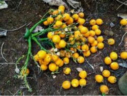 Rahasia Vitalitas Hingga Kesehatan Gigi: Menakar Manfaat dan Risiko Pinang Muda