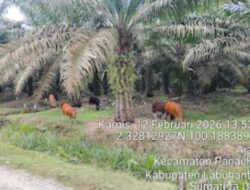 PTPN IV Kebun Meranti Paham “Lalai”, Puluhan Pohon Sawit Diserang Hama, Manajemen Diminta Segera Dicopot!