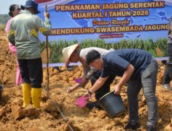 Sinergi Forkopimda, Polres Labusel Gelar Tanam Jagung Serentak di Desa Sosopan demi Ketahanan Pangan