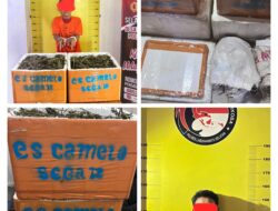 Komitmen Luar Biasa Satres Narkoba Polres Labusel, Kembali lagi Amankan 13,7 Kg Ganja di Kotapinang