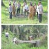 Respon Cepat Aduan 110, Kapolsek Torgamba Gerak Cepat Tindaklanjuti Jembatan Nyaris Roboh