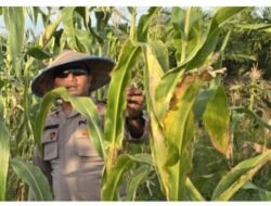 Menuju Swasembada Pangan, Polsek Sinaboi Rutin Cek Jagung Binaan di Sungai Bakau