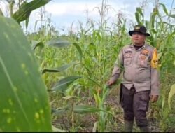 Polsek Sinaboi Monitoring Lahan Jagung 4 Hektare melalui Bhabin kamtibmas