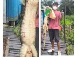 Aksi Heroik Seorang Jurnalis: Sawaluddin Taklukkan Biawak 1 Meter yang Obrak-Abrik Warung RM Bunda