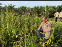 Polsek Pujud Laksanakan Perawatan dan Pemupukan Tanaman Jagung Program Ketahanan Pangan di Tanjung Medan