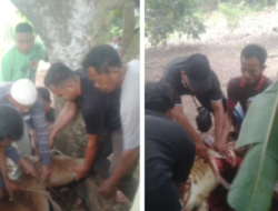 DUSUN 5 DESA’ SILAU RAKYAT KEC- SEI RAMPAH-SERGAI-TAHUN INI MENYEMBELIH HEWAN QURBAN 9 EKOR 4-EKOR LEMBU 5 EKOR KAMBING