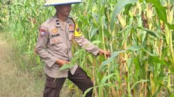 Dukung Asta Cita Presiden, Polsek Rimba Melintang Terus Kawal Perkembangan Program Ketahanan Pangan Jagung