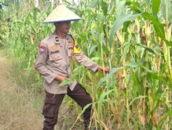 Dukung Asta Cita Presiden, Polsek Rimba Melintang Terus Kawal Perkembangan Program Ketahanan Pangan Jagung