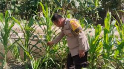 Dukung Asta Cita Presiden, Polsek Rimba Melintang Bersama Pemerintah Desa Cek Perkembangan Kebun Jagung Ketahanan Pangan