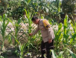 Dukung Asta Cita Presiden, Polsek Rimba Melintang Bersama Pemerintah Desa Cek Perkembangan Kebun Jagung Ketahanan Pangan