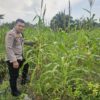 Polsek Rimba Melintang Kawal Ketat Pertumbuhan Jagung Pipil di PT GMR Guna Jaga Stabilitas Pangan