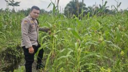 Polsek Rimba Melintang Kawal Ketat Pertumbuhan Jagung Pipil di PT GMR Guna Jaga Stabilitas Pangan