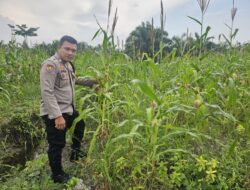 Polsek Rimba Melintang Kawal Ketat Pertumbuhan Jagung Pipil di PT GMR Guna Jaga Stabilitas Pangan