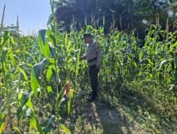 Polsek Rimba Melintang Pantau Intensif Lahan Ketahanan Pangan di Lenggadai Hilir
