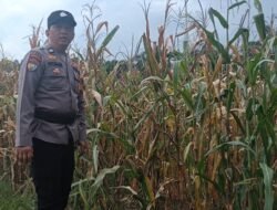 Dukung Ketahanan Pangan, Polsek Rimba Melintang Pantau Perkembangan Kebun Jagung Pipil di Teluk Pulau Hulu