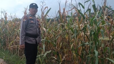 Dukung Ketahanan Pangan, Polsek Rimba Melintang Pantau Perkembangan Kebun Jagung Pipil di Teluk Pulau Hulu