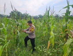 Polsek Rimba Melintang Konsisten Kawal Ketahanan Pangan Nasional