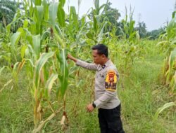 Dukung Ketahanan Pangan, Polsek Rimba Melintang Pantau Perkembangan Kebun Jagung Pipil di PT GMR