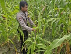 Dukung Asta Cita Presiden, Polsek Rimba Melintang Intensifkan Pengecekan Program Ketahanan Pangan Jagung