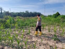 Dukung Ketahanan Pangan Nasional, Bhabinkamtibmas Polsek Rantau Kopar Bripka Kuncoro, S.H. Monitoring Tanaman Jagung Pipil Warga