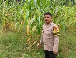 Dukung Program Asta Cita Presiden, Polsek Rimba Melintang Sukseskan Ketahanan Pangan Lewat Budidaya Jagung