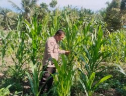 Polsek Rimba Melintang Sukses Kelola 1 Hektar Lahan Jagung untuk Swasembada Pangan