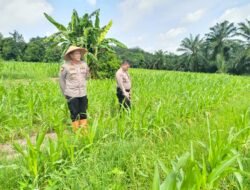 Implementasi Asta Cita, Kapolsek Tanah Putih Pimpin Langsung Pengecekan Lahan Ketapang