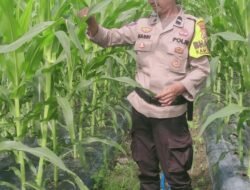 Polsek Rimba Melintang Sukseskan Program Ketahanan Pangan Lewat Budidaya Jagung Pipil