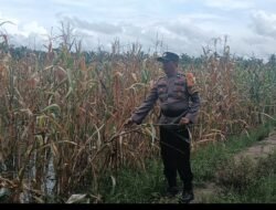 Diterjang Hama Tikus, Tanaman Jagung Program Ketahanan Pangan di Rimba Melintang Terancam Gagal Panen