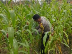 Dukung Program Asta Cita Presiden, Polsek Rimba Melintang Sukses Kawal Ketahanan Pangan Jagung Seluas 2 Hektar