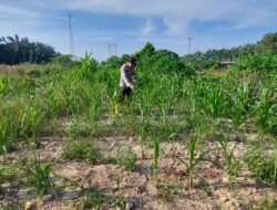Pertumbuhan Jagung Pipil di Rantau Kopar Jadi Perhatian Bhabinkamtibmas Bripka Kuncoro, S.H.