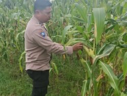 Dukung Program Asta Cita Presiden, Polsek Rimba Melintang Terus Kawal Lahan Ketahanan Pangan Jagung