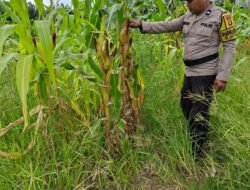 Polsek Rimba Melintang Terus Pantau Perkembangan Lahan Jagung 2 Hektar