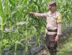 Dukung Asta Cita Presiden, Polsek Rimba Melintang Sukseskan Program Swasembada Pangan Lewat Budidaya Jagung Pipil