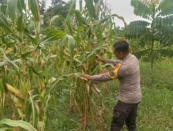 Dukung Asta Cita Presiden, Polsek Rimba Melintang Pantau Langsung Perkembangan Program Ketahanan Pangan Jagung