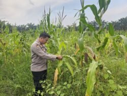 Dukung Ketahanan Pangan, Polsek Rimba Melintang Pantau Intensif Perkembangan Kebun Jagung Pipil di PT GMR