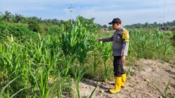 Dukung Ketahanan Pangan Nasional, Bhabinkamtibmas Polsek Rantau Kopar Cek Perkembangan Jagung Pipil