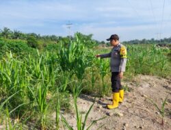 Dukung Ketahanan Pangan Nasional, Bhabinkamtibmas Polsek Rantau Kopar Cek Perkembangan Jagung Pipil