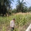 Dukung Program Asta Cita Presiden, Polsek Rimba Melintang Terus Pantau Perkembangan Kebun Jagung Ketahanan Pangan