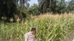 Dukung Program Asta Cita Presiden, Polsek Rimba Melintang Terus Pantau Perkembangan Kebun Jagung Ketahanan Pangan