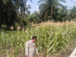 Dukung Program Asta Cita Presiden, Polsek Rimba Melintang Terus Pantau Perkembangan Kebun Jagung Ketahanan Pangan