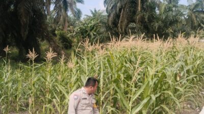 Dukung Program Asta Cita Presiden, Polsek Rimba Melintang Terus Pantau Perkembangan Kebun Jagung Ketahanan Pangan