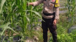 Dukung Ketahanan Pangan, Polsek Rimba Melintang Pantau Intensif Perkembangan Kebun Jagung Pipil di Kepenghuluan Jumrah