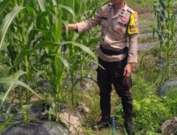 Dukung Ketahanan Pangan, Polsek Rimba Melintang Pantau Intensif Perkembangan Kebun Jagung Pipil di Kepenghuluan Jumrah