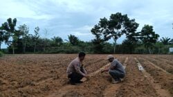 Polsek Rimba Melintang Pantau dan Lakukan Penyemprotan Hama di Perkebunan Jagung Harapan Jaya