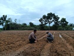 Polsek Rimba Melintang Pantau dan Lakukan Penyemprotan Hama di Perkebunan Jagung Harapan Jaya