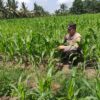 Polsek Tanah Putih Lakukan Pengecekan Tanaman Jagung Program Ketahanan Pangan Di Ujung Tanjung 