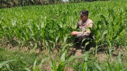 Polsek Tanah Putih Lakukan Pengecekan Tanaman Jagung Program Ketahanan Pangan Di Ujung Tanjung 