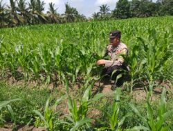 Polsek Tanah Putih Lakukan Pengecekan Tanaman Jagung Program Ketahanan Pangan Di Ujung Tanjung 